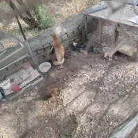 مرغ‌‌بادوتاجوجه‌یک‌ماه