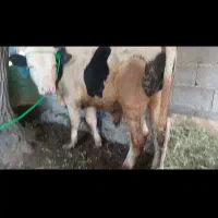 سیمینتال نر خالص کردستان