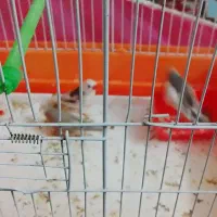 دو فنچ سالم مولد بدون قفس