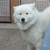 سگ سامویید / اصیل