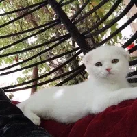 گربه اسکاتیش دبل فولد