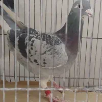 کبوتر پلاکی اصیل