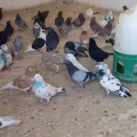 کفتر|پرنده|ارومیه, |دیوار