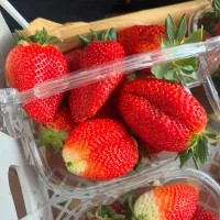 فروش نهال یا بوته توت فرنگی پر محصول سابرینا اصلی|خدمات باغبانی و درختکاری|بهنمیر, |دیوار