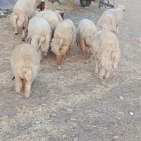 فروش   هشت عدد بره نر|حیوانات مزرعه|ایوان, |دیوار