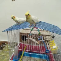 عروس هلندی|پرنده|بن, |دیوار