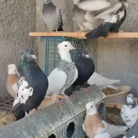 کبوتر  سینه ای زاغ آبادانی