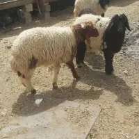 بره نر و ماده