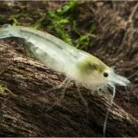 شریمپ یا میگو آب شیرین