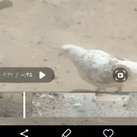 کبوتر گمشده|حیوانات|خان ببین, |دیوار