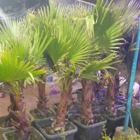 گل وگیاه اپارتمانی وباغچه ای|گل و گیاه طبیعی|اهواز, کوی ملی راه|دیوار