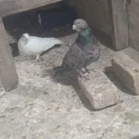 سار هفرنگ چینگ ریز و یه جفت ساده|پرنده|نیشابور, شهید جعفری|دیوار