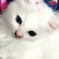 واگذاری گربه|گربه|شوش, |دیوار