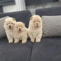 چاوچاو مینی وا