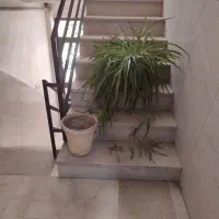 گل گندمی بزرگ|گل و گیاه طبیعی|تهران, خاوران|دیوار