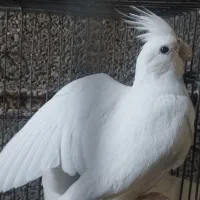 ماده آلبینو چشم شرابی اصل