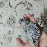 جوجه عروس هلندی ۲۰ روزه|پرنده|تهران, شهرک شریعتی|دیوار