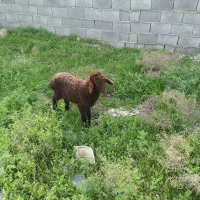 بره ناقلا  نر افشاری