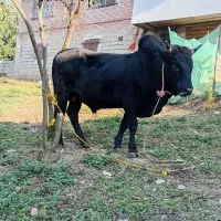 گاو و کل محلی دست پا بلند|حیوانات مزرعه|رحیمآباد, |دیوار