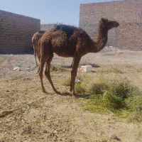 سه عددشترکوچک یک عدد ماده دوتا نررودباری اصل