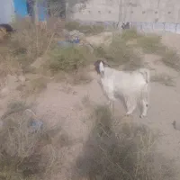 بز تالی نجات‌دار لنگ جمل