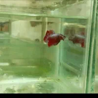 فایتر تاپ گرید