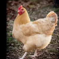 مرغ تخم گذار