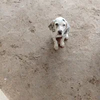 توله شکاری|سگ|طاهرگوراب, |دیوار