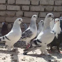 کبوتر شامی