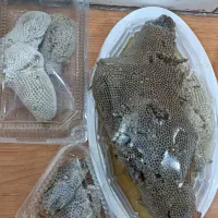 عسل کناروحشی