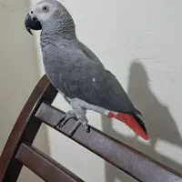 فروش کاسکو دم قرمز