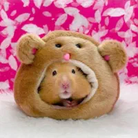 همسترهای یکماهه دوماهه بالغ /اهلی دستی بازیگوش