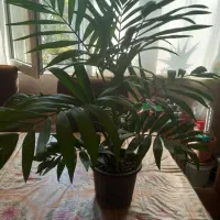 فروش تعدادی گل های زیبا آپارتمانی و مقاوم|گل و گیاه طبیعی|لاهیجان, مهرگان|دیوار