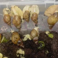 فروش تعداد محدودی حلزون از نیمه مولد تا مولد|خزنده|جیرفت, |دیوار