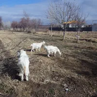 بزنر سانن|حیوانات مزرعه|سجاس رود, |دیوار