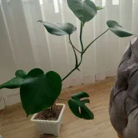 گلهای طبیعی و زیبا و شاداب|گل و گیاه طبیعی|سراب, |دیوار