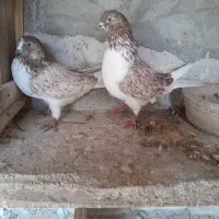 کبوتر پرشی|پرنده|صومعهسرا, |دیوار