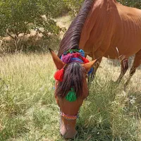 اسب مادیان ۶ به ۷ سال|اسب و تجهیزات اسبسواری|ارومیه, |دیوار