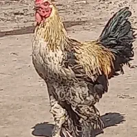 خروس|حیوانات مزرعه|اصفهان, پینارت|دیوار