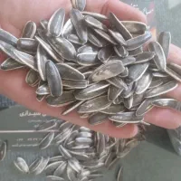 خیار
