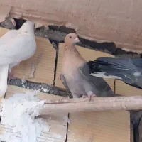 کبوتر|پرنده|زیباشهر, |دیوار