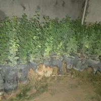 نهال درخت کنار