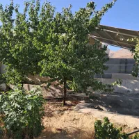 فروش باغ میوه در چایان