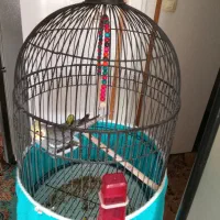 عروس هلندی|پرنده|ابریشم, |دیوار