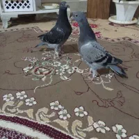 دو جفت جوجه آلمانی جفت 600