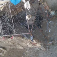 قفس مرغ وکبوتر|لوازم جانبی حیوانات|میرجاوه, |دیوار