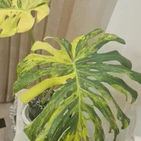 مانسترا ابلغ زرد