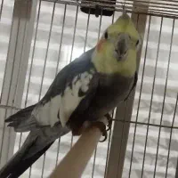 عروس هلندی نر