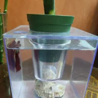 ماهی فایتر