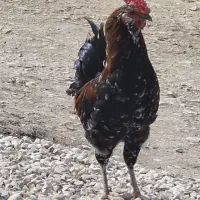 خروس زیبا golin